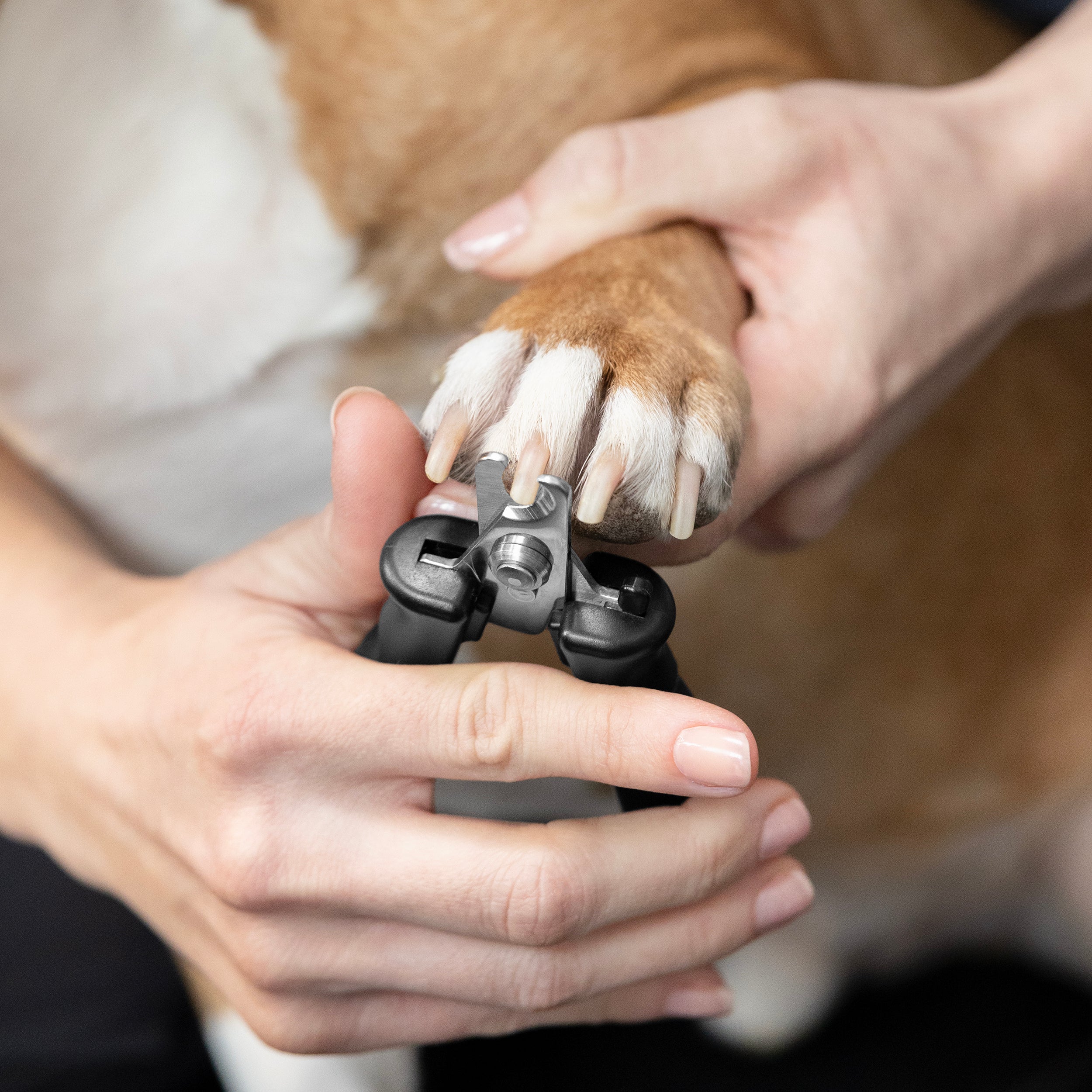 Small Precision Nail Clipper for Pets