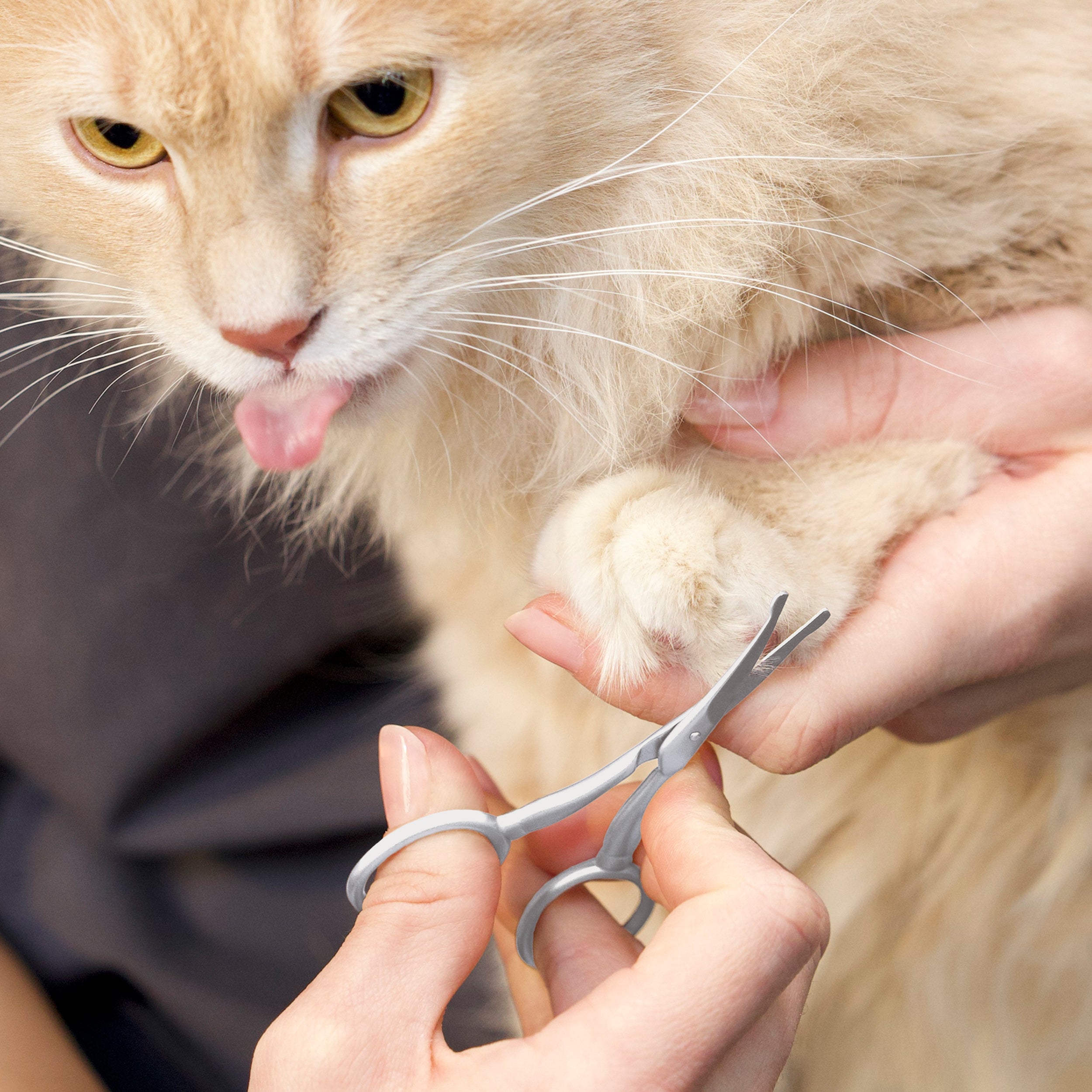 Pet Safety Tip Trimming Scissors
